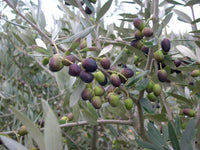 Leccino Olive