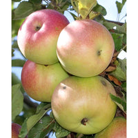 Beverly Hills Apple