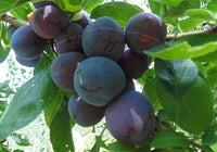 Opal Plum