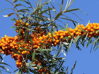 Orange Energy® Sea Berry (Hippophae rhamnoides)