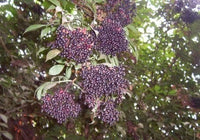 Cutting Wood Elderberry - Purple