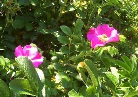 Rugosa Rose (Rosa rugosa rubra)