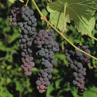 Seedless Blue Muscat Grape