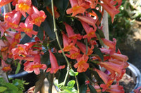 Tangerine Beauty (Bignonia capreolata)