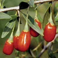 Goji Berry 4 Plant Special, Crimson Star