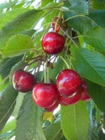 Lambert Cherry