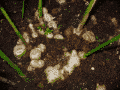 Ginger (Zingibar officinale)