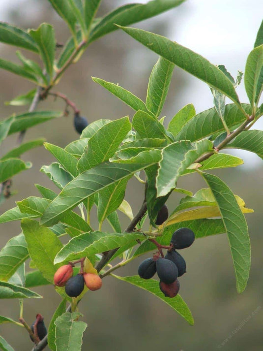 Indian Plum, Oso Berry (Oemleria cerasiformis)