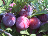 Ozark Premier Plum