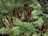 Desert False Indigo (Amorpha Fructiosa)