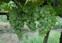 Perlette Seedless Grape