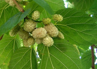 Persian White Mulberry