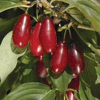 Pioneer™ Cornelian Cherry