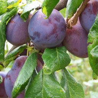 Anna Spath Plum