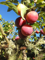 Bounty Plum (Prunus nigra)