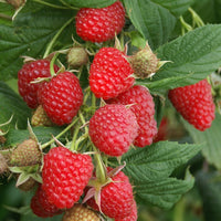 Polka Everbearing Raspberry