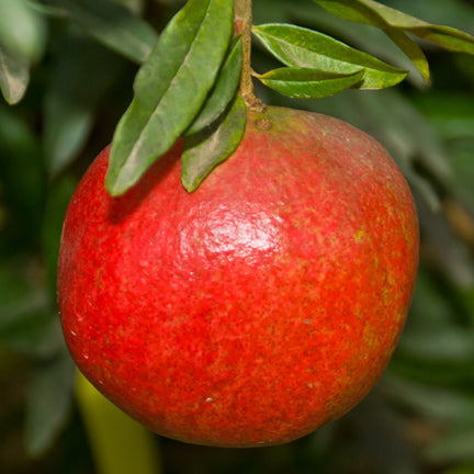 Austin Pomegranate