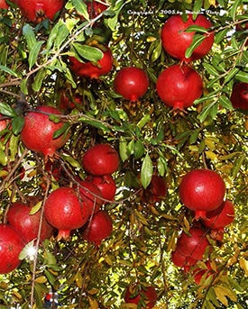 Sumbarskii Pomegranate