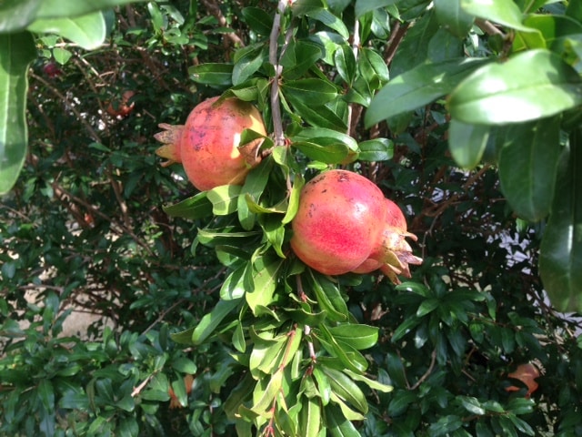 Sumbar Pomegranate