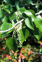 Black Cottonwood (Populus trichocarpa)