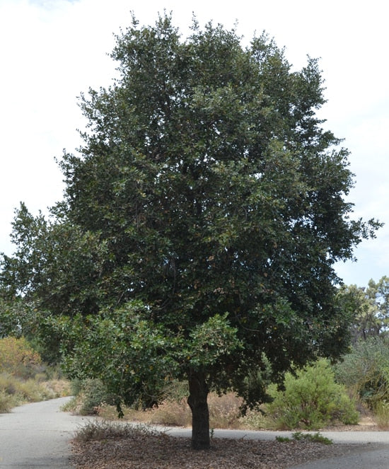 Canyon Live Oak - Quercus chrysolepis