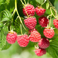 Chilcoten Raspberry