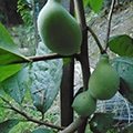 Rebeccas Gold Pawpaw (Asimina triloba)