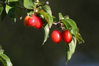 Yellow™ Cornelian Cherry