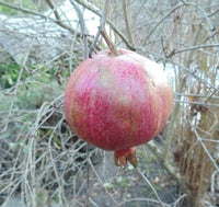 Red Silk Pomegranate