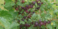 Black Velvet Gooseberry