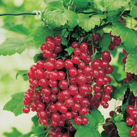 Red Lake Currant