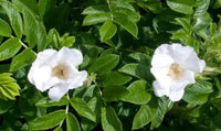 Rosa rugosa 'Alba'