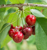 Royal Lee Cherry