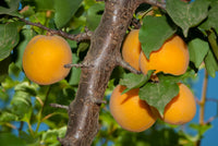 Royalty Apricot