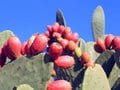 Burbank Spineless Prickly Pear