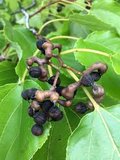 Japanese Raisin Tree (Hovenia dulcis)