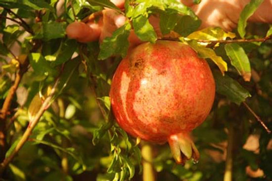 Salavatski Pomegranate