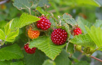 Salmonberry (Rubus spectabilis)