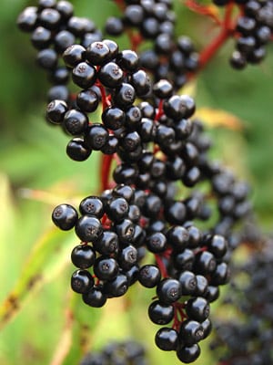 Korsor Elderberry