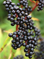 Cutting Wood of Elderberry - Korsor