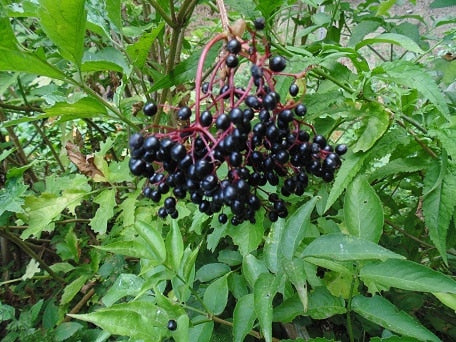 Sampo Elderberry