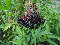 Cutting Wood of Elderberry - Sampo