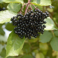 Cutting Wood of Elderberry - Samyl