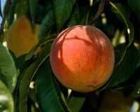 Santa Barbara Peach