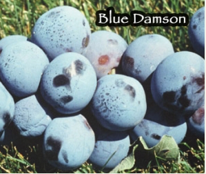 Blue Damson Plum