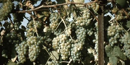 Seneca Grape