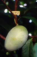 Shenandoah Pawpaw (Asimina triloba)