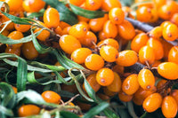 Garden's Gift Sea Berry™ (Hippophae rhamnoides)