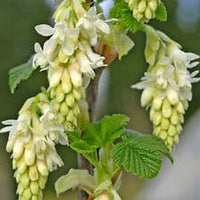 Blanca White Currant