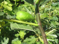 Stella (Cordi) Fig